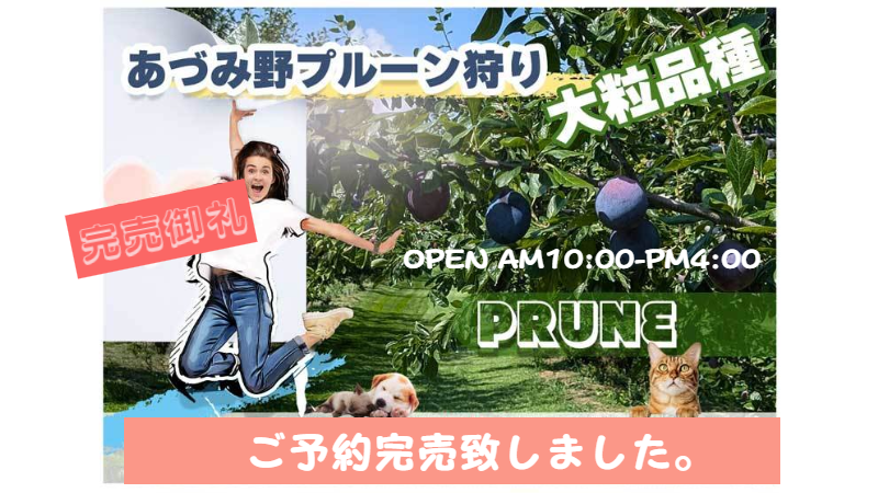 プルーン狩り あづみ野