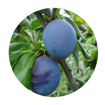 あづみ野フルーツらんど 果物狩りカレンダー あづみ野フルーツらんど 果物狩りカレンダー