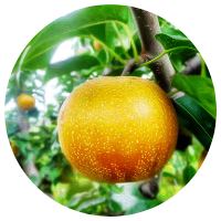 あづみ野フルーツらんど 果物狩りカレンダー あづみ野フルーツらんど 果物狩りカレンダー