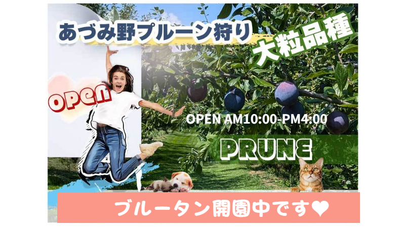 プルーン狩り　あづみ野