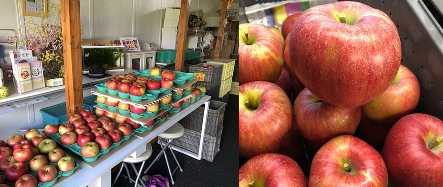 りんごの木のオーナー