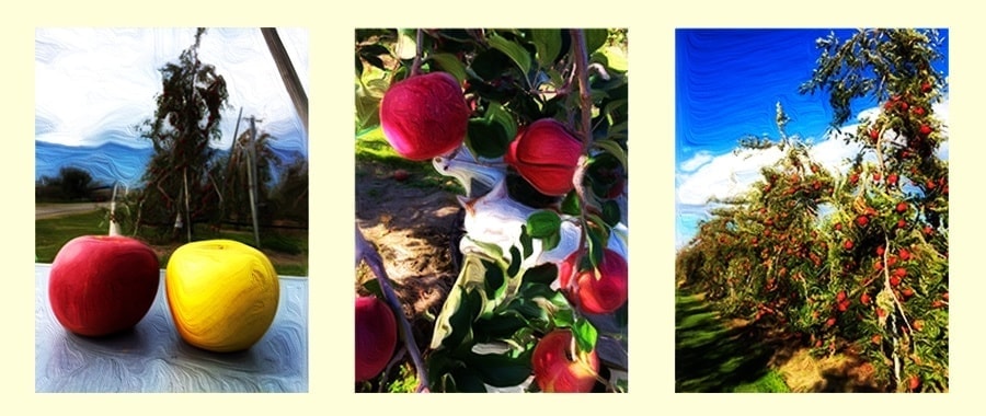 りんごの木のオーナーあづみ野